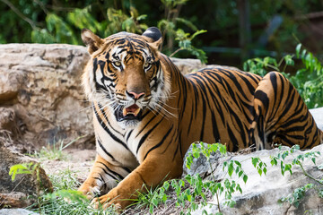Fototapeta na wymiar Tiger resting during the day in a zoo enclosure / wild animal in nature
