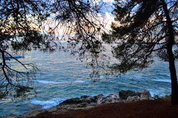 seascape with pine trees on the shore, sea 