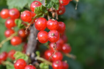 red currant bunches on the plot