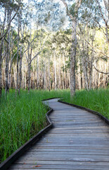 Walking trail leading through Australian forest in South East Queensland, Australia.  Bordered by lush trees and forest.