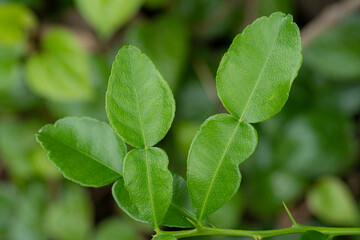 Fototapeta na wymiar Lime leaves , lemon , green leaves , lime leaves are on the trees, Kaffir lime leaf on trees.