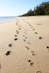 Beautiful Woodgate Beach, Queensland, Australia.  Pristine beaches and beautiful weather.  Waves, shore, sand and foliage