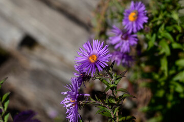 Purple flower in the garden. Violet flowers - Aromatic Aster or other name Symphyotrichum oblongifolium.