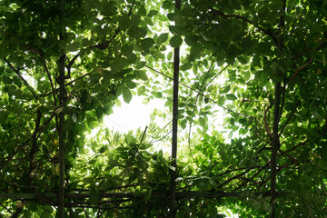 Fototapeta premium Green leaves on the plant shelf, with sunshine coming in.