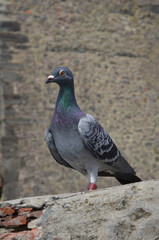dove on plain blurred background, pigeon on the stone