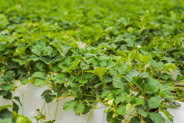 Fototapeta na wymiar Strawberry at hydroponic farm in the greenhouse