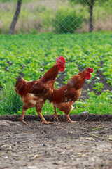 Fototapeta premium Two roosters in the yard