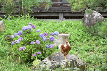 境内で放し飼いの鶏