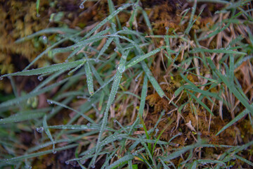 Dew on the grass in the morning