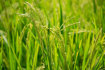 Green rice fields are getting their produce that is not fully ripe.