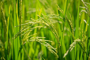 Green rice fields are getting their produce that is not fully ripe.