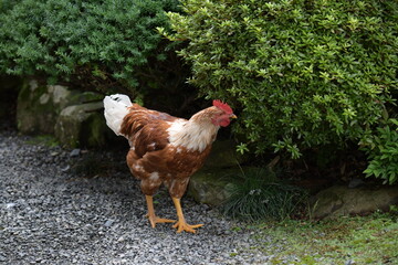 境内で放し飼いの鶏