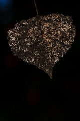 Closeup of a decomposed leaf with blur background