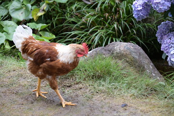 境内で放し飼いの鶏