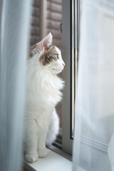 窓の外を見ている猫