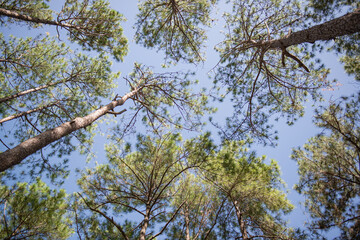 
Beautiful pine forest that grows on the mountains.