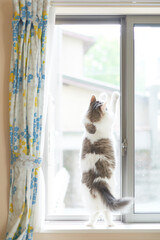 窓の隣で伸びている猫