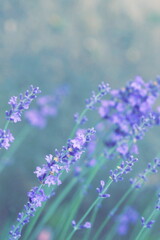 lavender flowers in flower garden landscape background. Selective focus, blured. poster