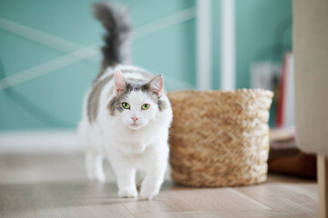 家で歩いている白猫