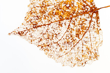 Closeup of decomposed leaf with white background 