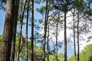 
Beautiful pine forest that grows on the mountains.