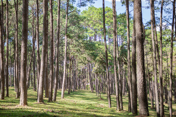 
Beautiful pine forest that grows on the mountains.