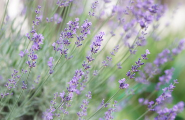lavender flowers in flower garden landscape background. Selective focus, blured. poster