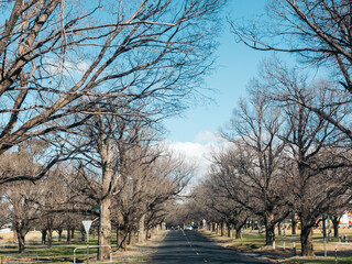 Fototapeta premium bare trees in the park in winter