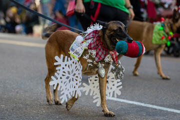 Naklejka premium Pets parade at San Diego downtown