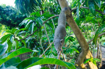 Squirrel on tree branch. Squirrel in nature. Cute squirrel on tree branch. Squirrel portrait