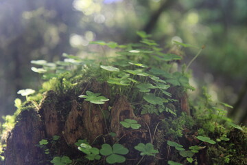 green moss and grass on an old stump in the forest, in the sun lights