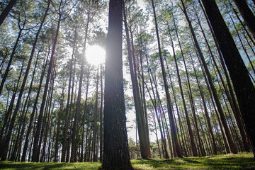 Fototapeta na wymiar Beautiful pine forest that grows on the mountains.