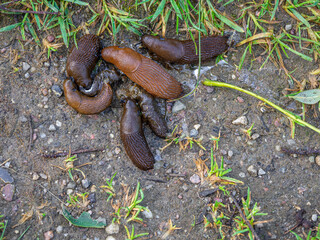 brown slugs mating on a sidewalk