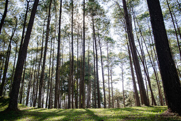 
Beautiful pine forest that grows on the mountains.