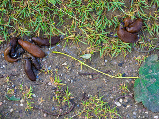 brown slugs mating on a sidewalk
