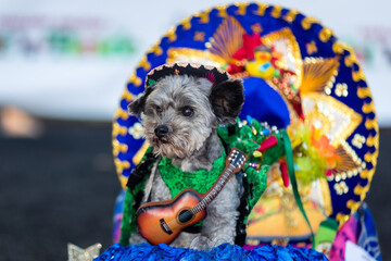 Pets parade at San Diego downtown