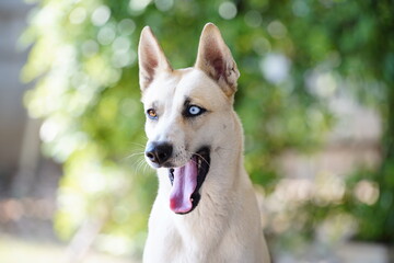 Fototapeta premium Close up a dog with looking and active.