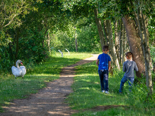 Fototapeta premium 2 boys stand fearfully before a big swan