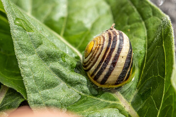 Burgundy snail Helix on the forest surface in natural environment macro close-up images nature focus depth