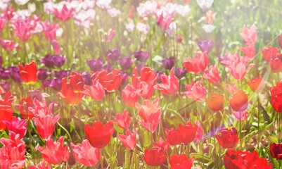 Fototapeta premium Flower.