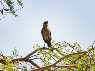 Close up shot of a Great tailed Grackle resting on a branch