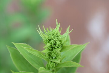 close up of a green plant