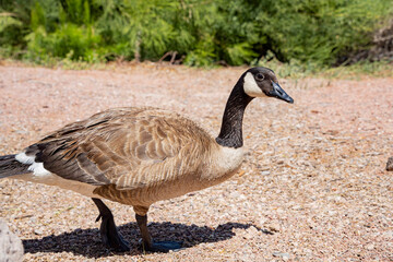 Close up of Canada goose walking on the ground