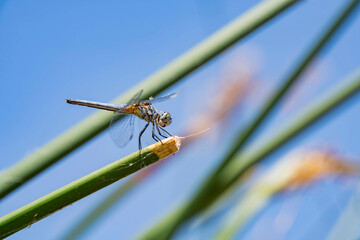 Close up shot of a Blue dasher resting