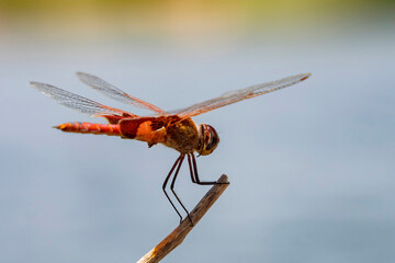 Close up shot of a Flame skimmer