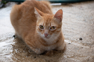 mirada de felino