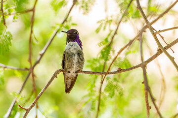 Close up shot of a hummingbird resting on a branch