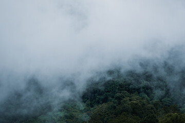 Landscape image of greenery rainforest and hills on foggy day