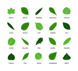 Useful leaves colored natural icons silhouette vegan analysis vector set. Design line elements leaf tree bush berries oxygen world ecology biology healthy food marketing business. Vector symbol set.