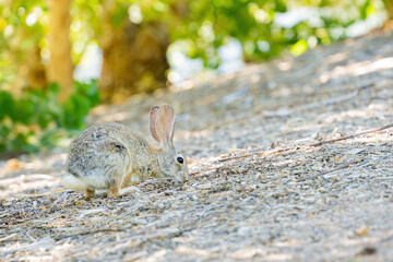 Close up shot of a cute Cottontail rabbit
